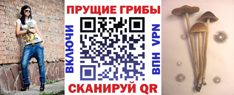 Галлюциногенные грибы Psilocybe  Канаш 